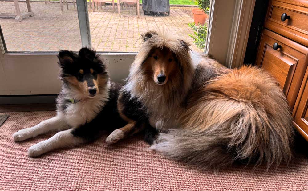 Leo with tiny puppy Henry, lying together in front of the sliding door to the patio